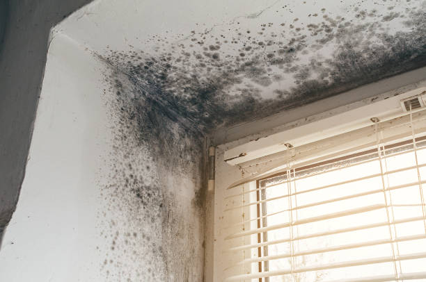 Trusted Attic Mold Removal service in Machipongo, VA - Cheap Mold Removal