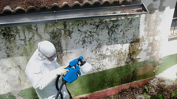 Top rated local Basement Mold Removal specialists in Machipongo, VA